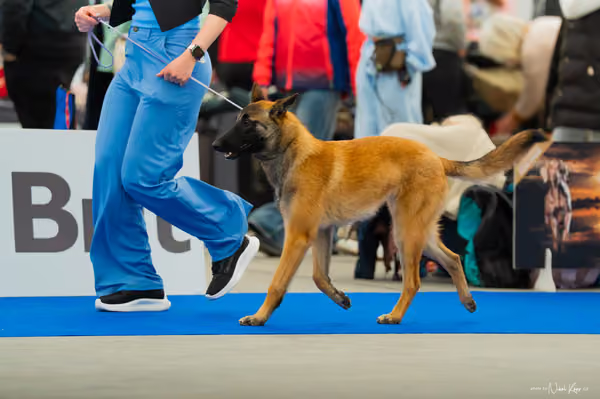 For Pets Cup — DSC00135