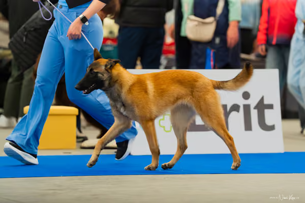 For Pets Cup — DSC00138