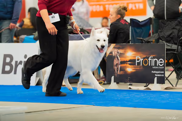 For Pets Cup — DSC00164