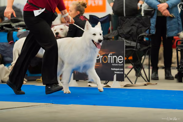 For Pets Cup — DSC00165