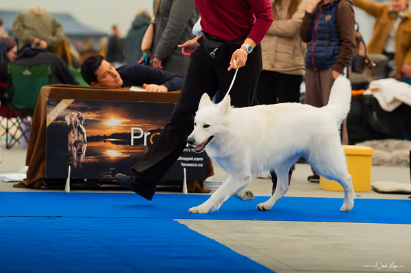 For Pets Cup — DSC00178