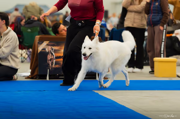 For Pets Cup — DSC00179