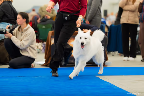 For Pets Cup — DSC00180