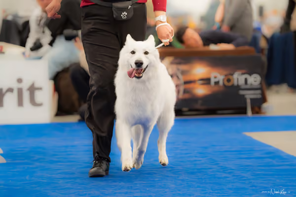 For Pets Cup — DSC00185