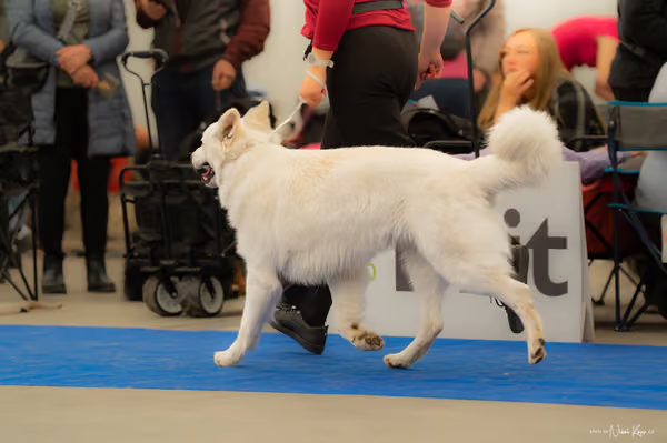 For Pets Cup — DSC00190