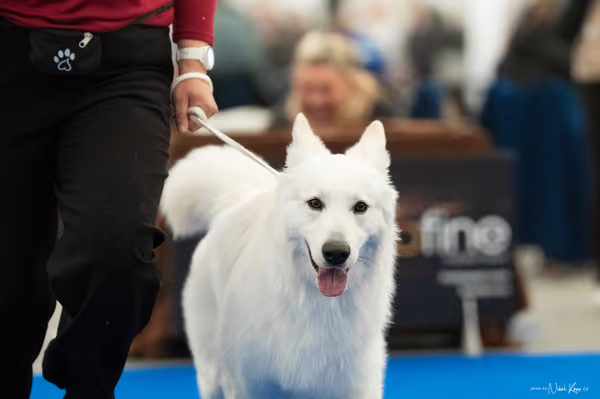 For Pets Cup — DSC00197
