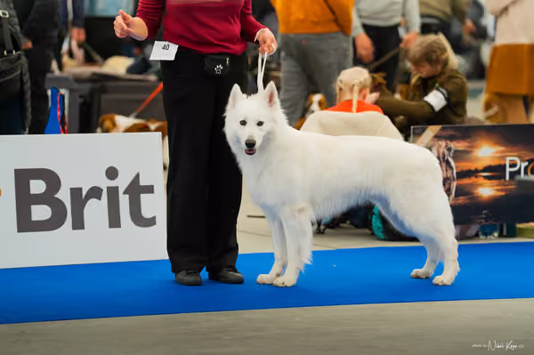 For Pets Cup — DSC00215