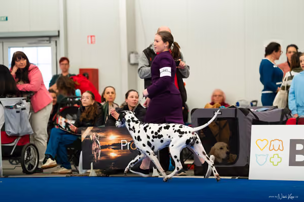 For Pets Cup — DSC01952