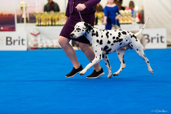 For Pets Cup — DSC01989