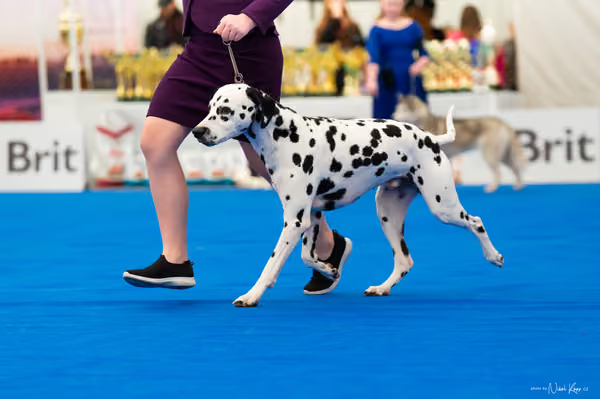 For Pets Cup — DSC01990