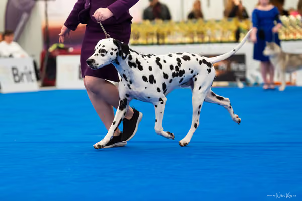 For Pets Cup — DSC01993