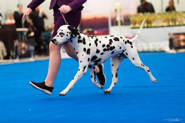 For Pets Cup — DSC01996