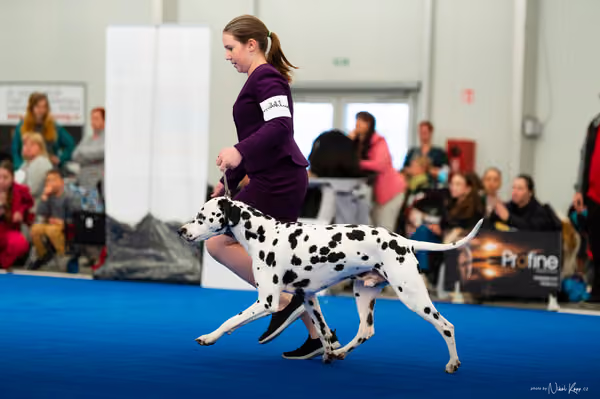 For Pets Cup — DSC02004