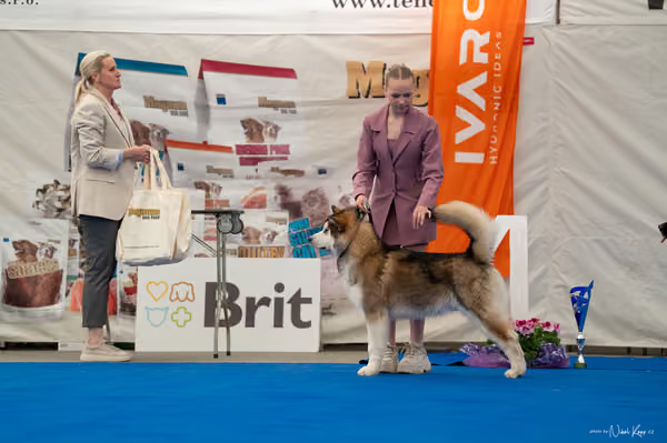 For Pets Cup — DSC02080