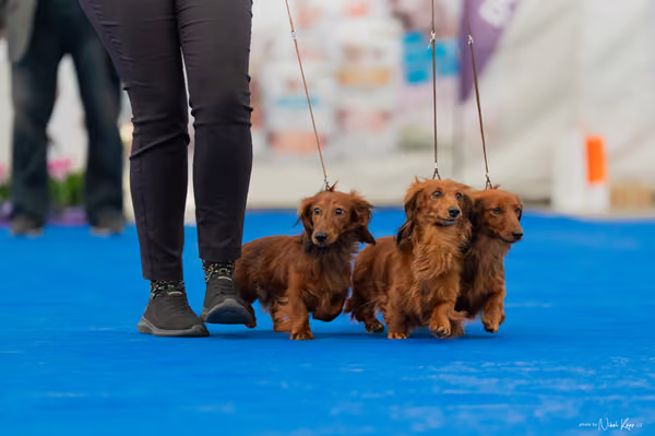For Pets Cup — DSC02377