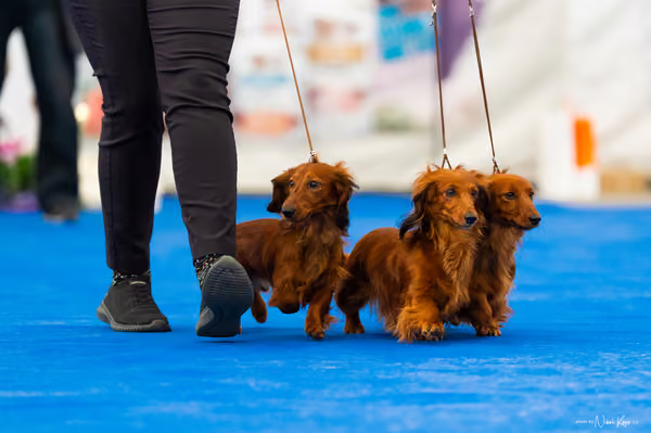 For Pets Cup — DSC02379