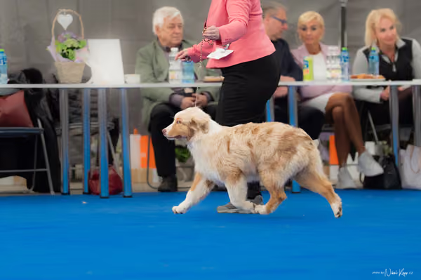 For Pets Cup — DSC02433