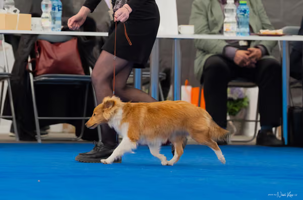 For Pets Cup — DSC02445