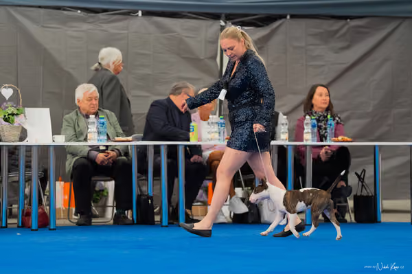 For Pets Cup — DSC02451