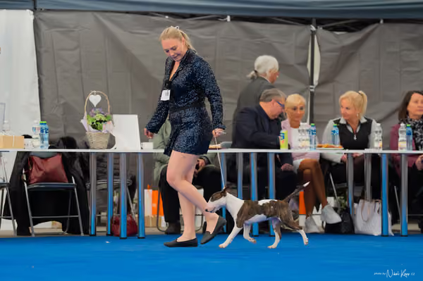 For Pets Cup — DSC02453