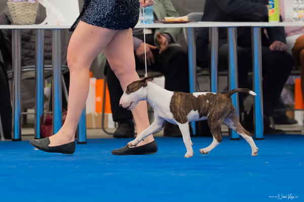 For Pets Cup — DSC02455