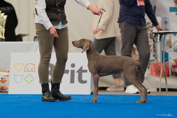 For Pets Cup — DSC02460
