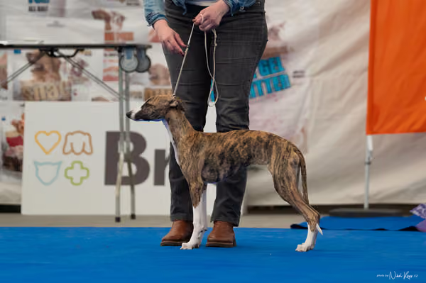 For Pets Cup — DSC02463