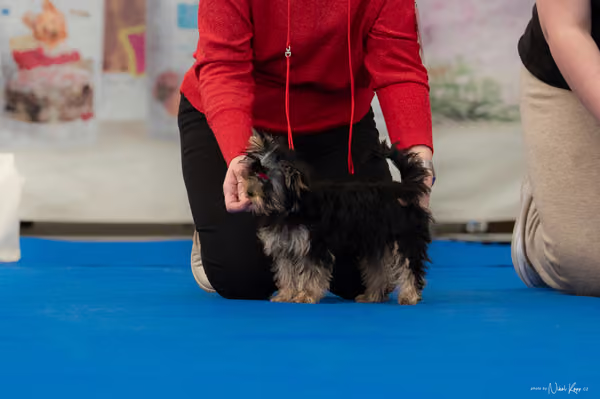 For Pets Cup — DSC02476