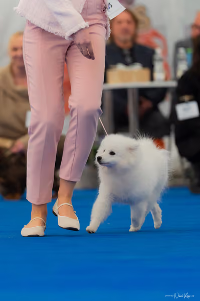 For Pets Cup — DSC02492