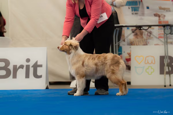 For Pets Cup — DSC02496