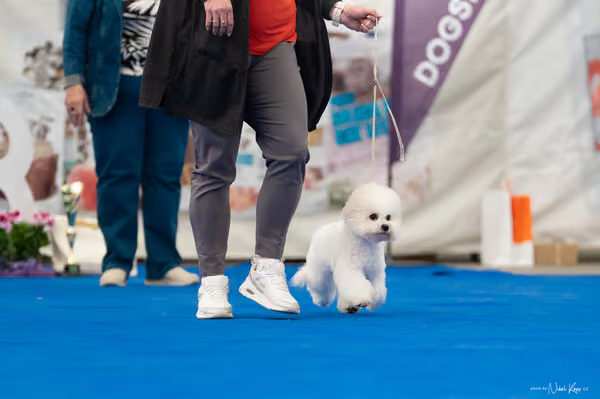 For Pets Cup — DSC02501