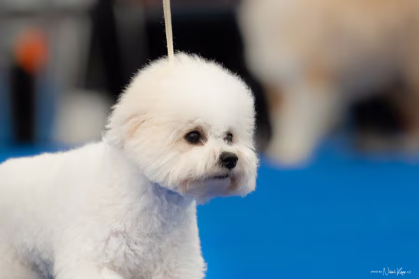 For Pets Cup – ŠTĚNĚ