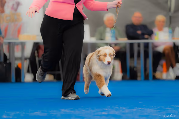 For Pets Cup – ŠTĚNĚ
