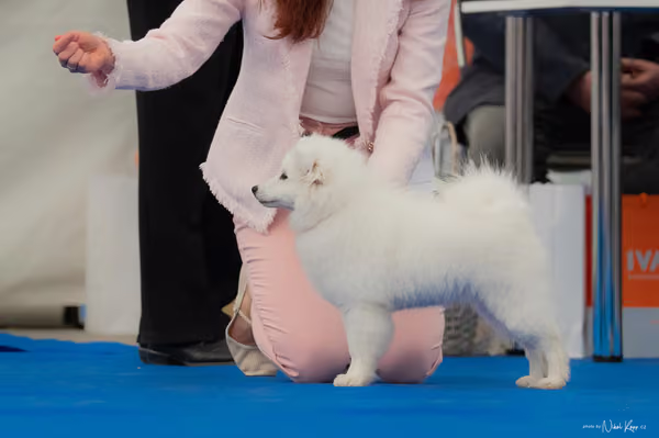 For Pets Cup – ŠTĚNĚ