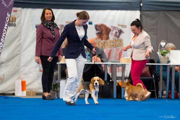 For Pets Cup – DOROST