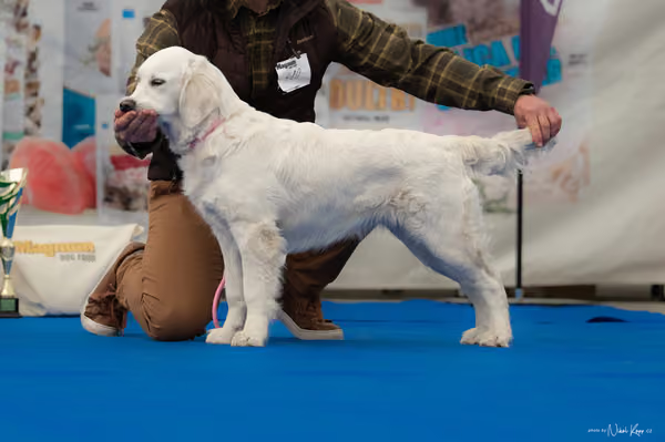 For Pets Cup – DOROST