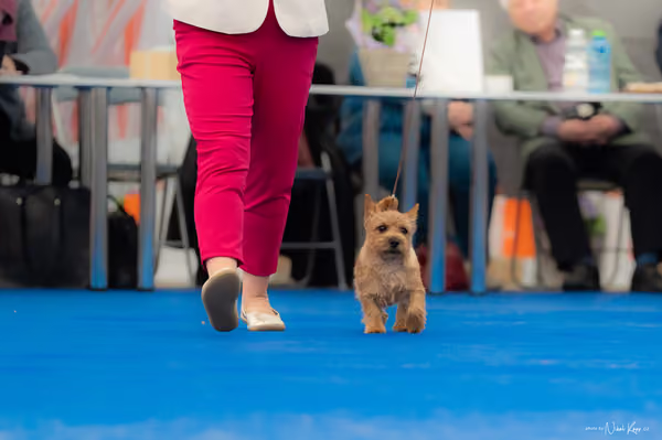 For Pets Cup – DOROST