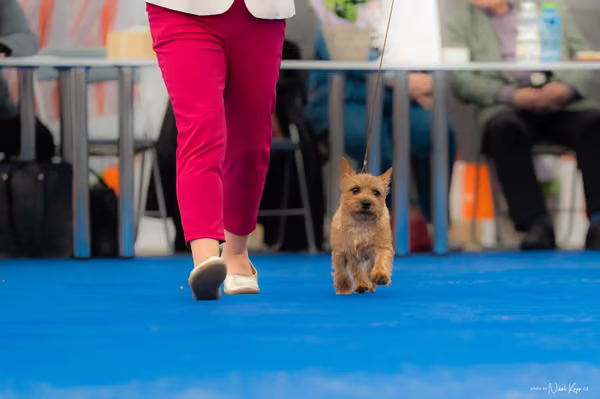 For Pets Cup – DOROST