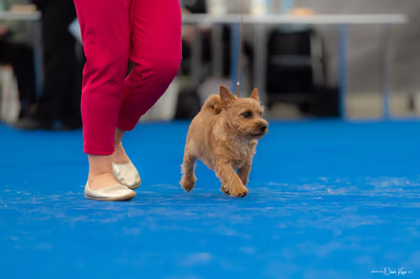 For Pets Cup – DOROST