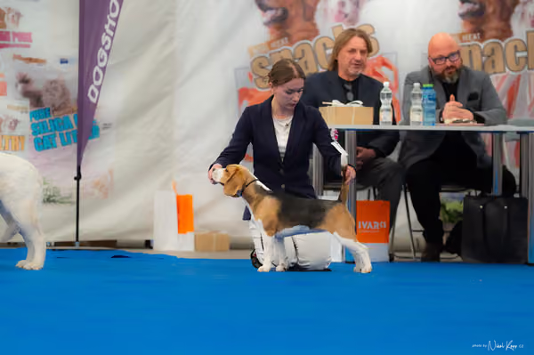 For Pets Cup – DOROST