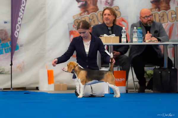 For Pets Cup – DOROST