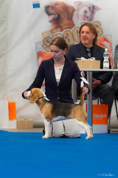 For Pets Cup – DOROST