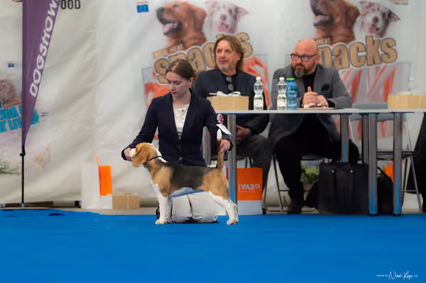 For Pets Cup – DOROST