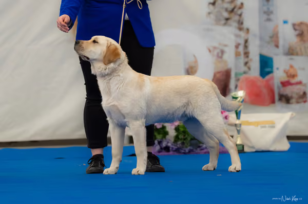 For Pets Cup — DSC02647