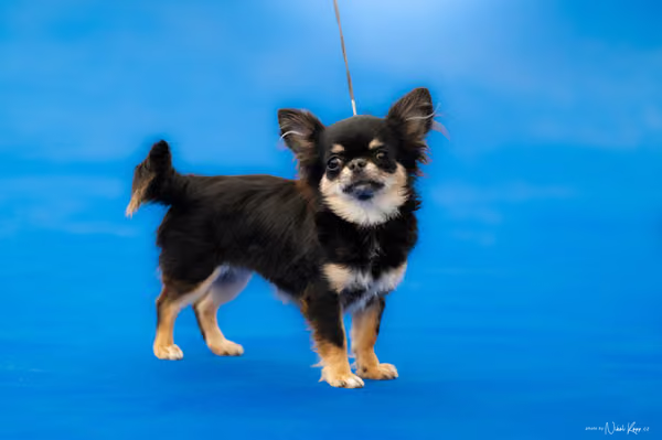 For Pets Cup — DSC02665