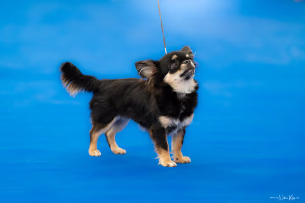 For Pets Cup – DOROST