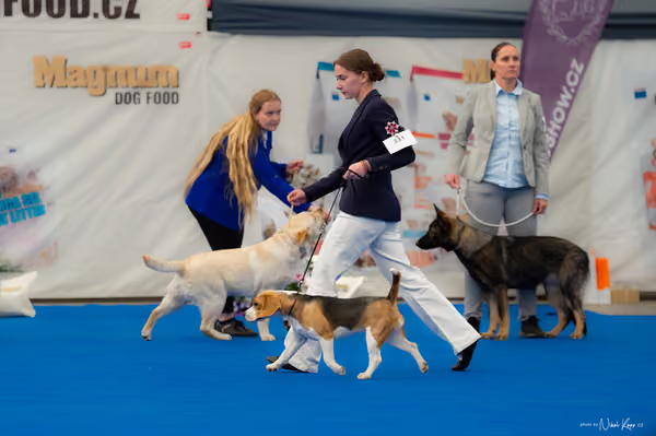 For Pets Cup – DOROST