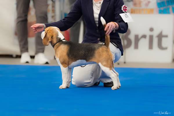For Pets Cup – DOROST