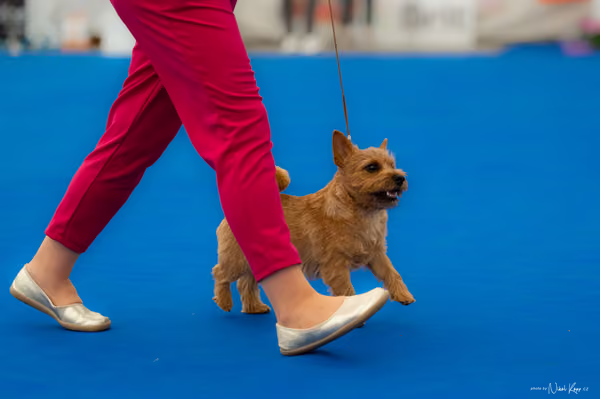 For Pets Cup – DOROST