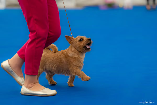 For Pets Cup – DOROST
